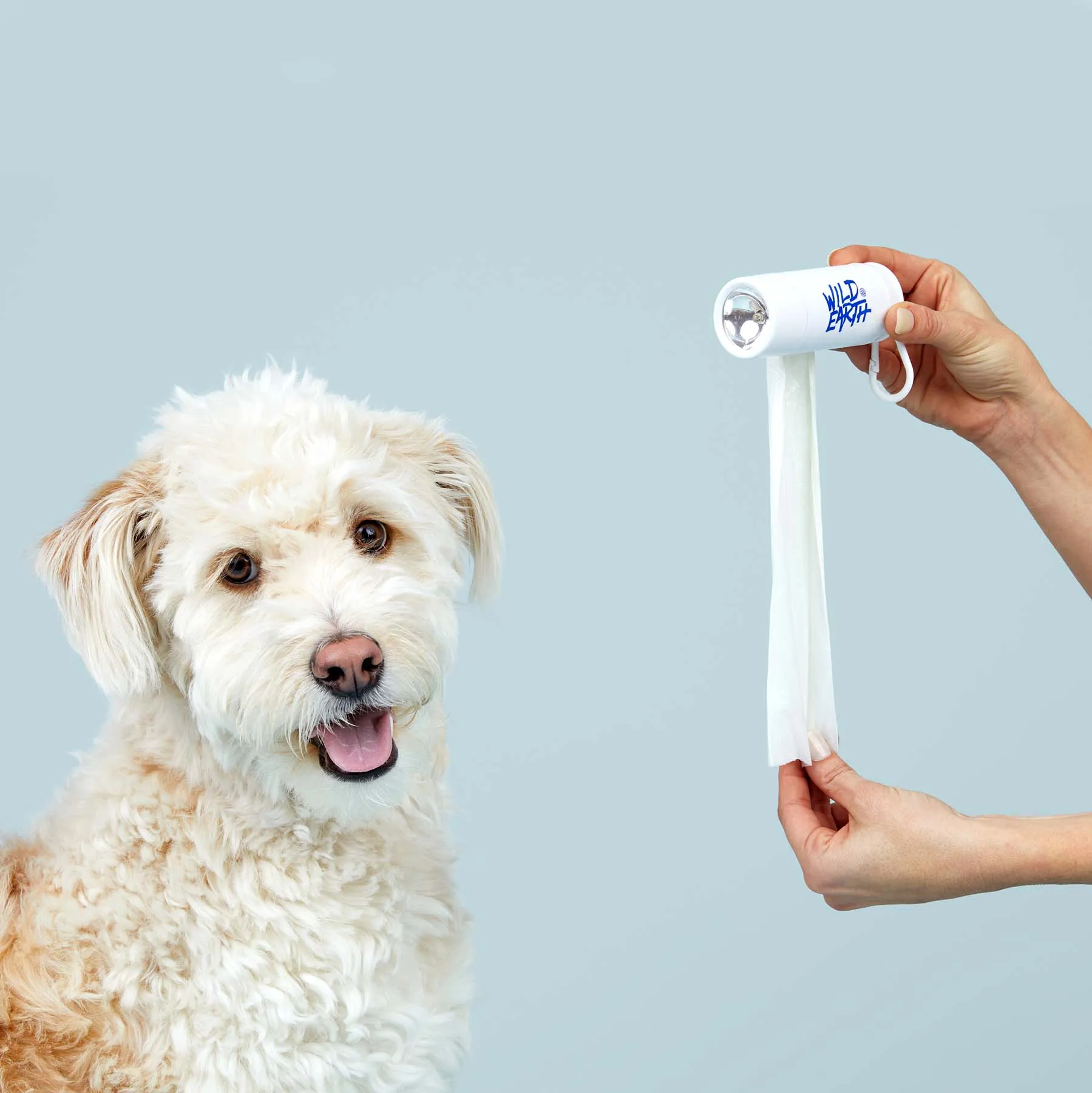 a dog on a blue backdrop
